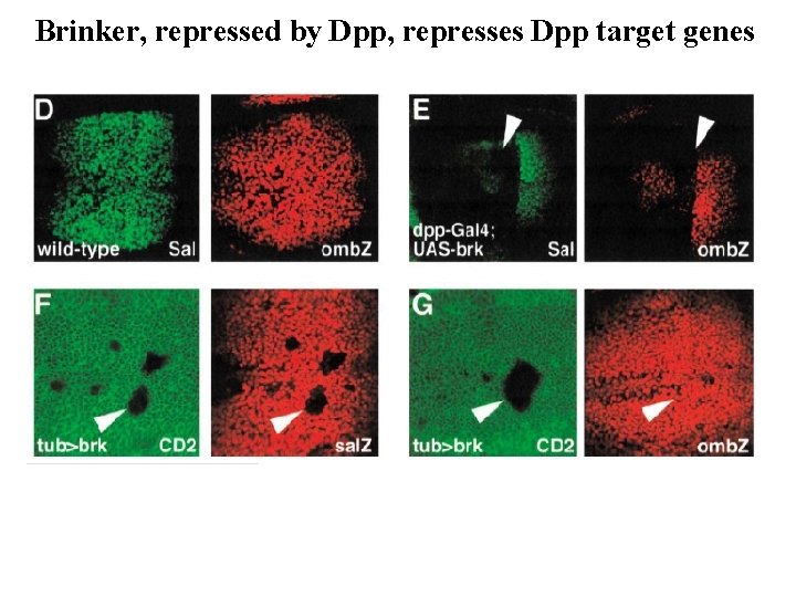 Brinker, repressed by Dpp, represses Dpp target genes 
