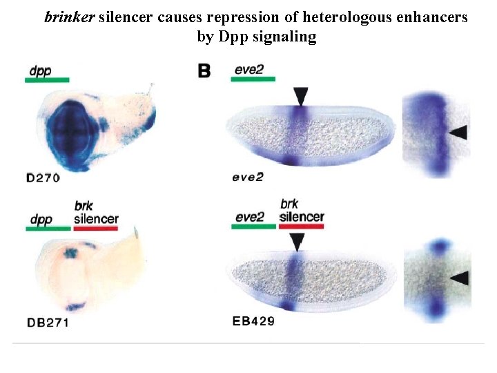 brinker silencer causes repression of heterologous enhancers by Dpp signaling 