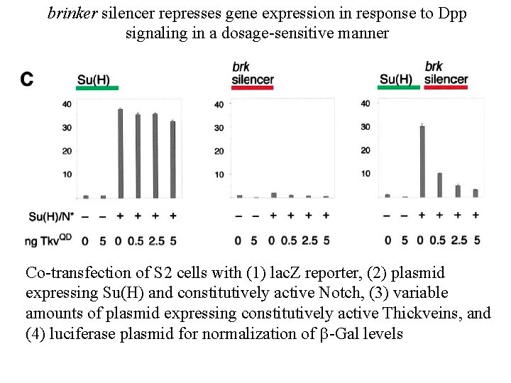 brinker silencer represses gene expression in response to Dpp signaling in a dosage-sensitive manner