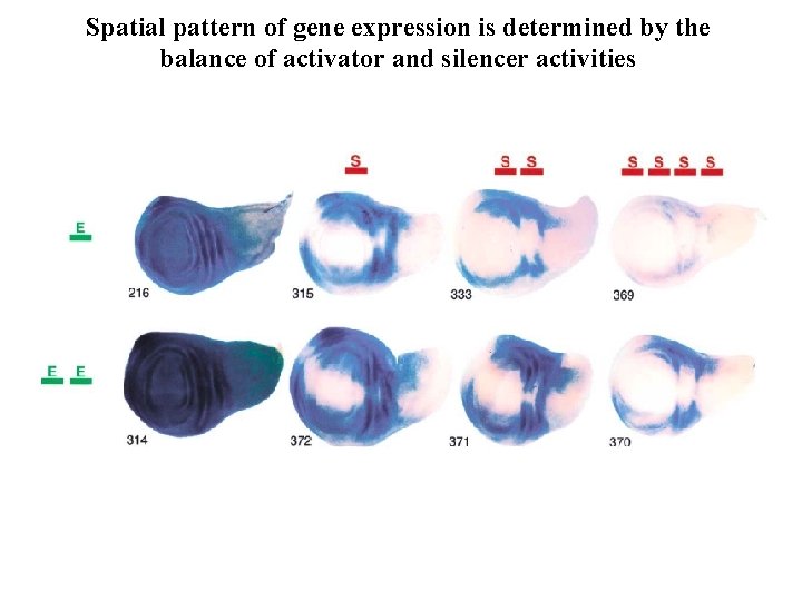 Spatial pattern of gene expression is determined by the balance of activator and silencer