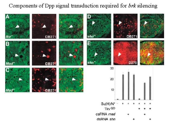 Components of Dpp signal transduction required for brk silencing 