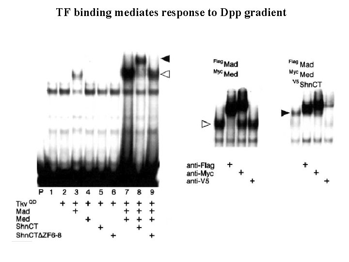 TF binding mediates response to Dpp gradient 