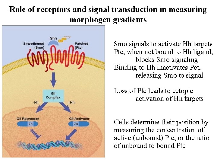 Role of receptors and signal transduction in measuring morphogen gradients Smo signals to activate