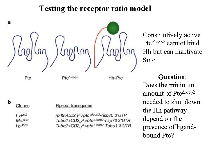 Testing the receptor ratio model Constitutively active Ptc. Dloop 2 cannot bind Hh but