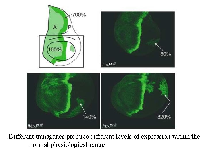 Different transgenes produce different levels of expression within the normal physiological range 