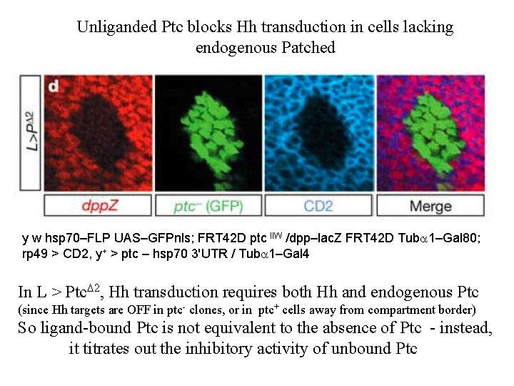 Unliganded Ptc blocks Hh transduction in cells lacking endogenous Patched y w hsp 70–FLP