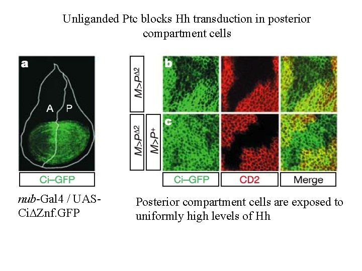 Unliganded Ptc blocks Hh transduction in posterior compartment cells nub-Gal 4 / UASCi. DZnf.