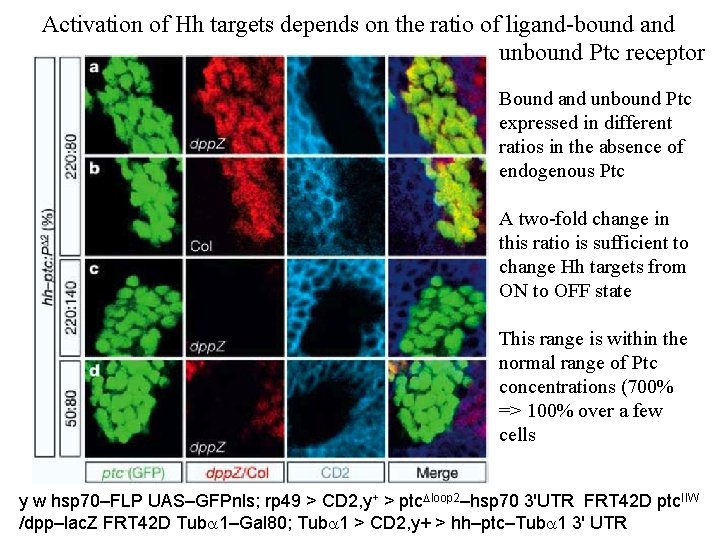 Activation of Hh targets depends on the ratio of ligand-bound and unbound Ptc receptor