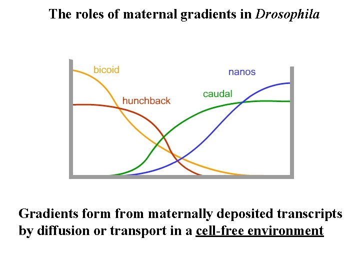 The roles of maternal gradients in Drosophila Gradients form from maternally deposited transcripts by