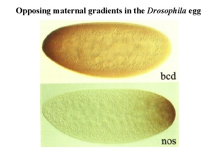 Opposing maternal gradients in the Drosophila egg 