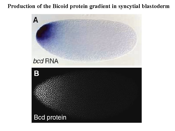 Production of the Bicoid protein gradient in syncytial blastoderm 