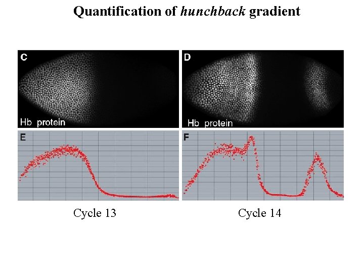 Quantification of hunchback gradient Cycle 13 Cycle 14 