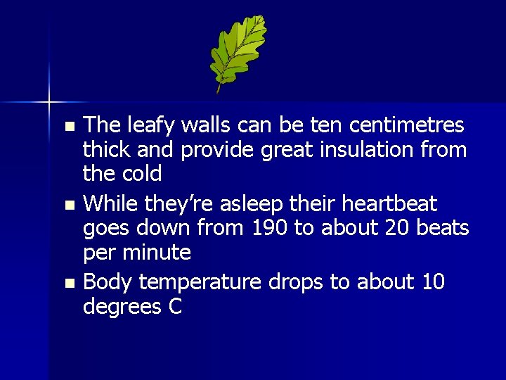 The leafy walls can be ten centimetres thick and provide great insulation from the