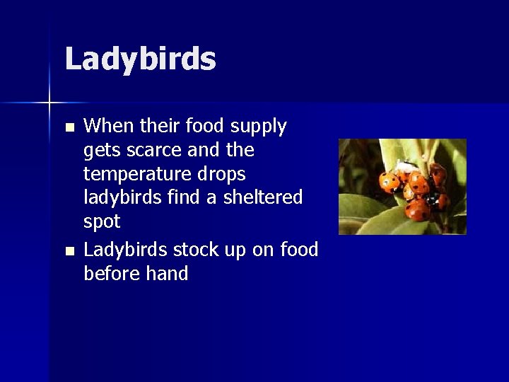 Ladybirds n n When their food supply gets scarce and the temperature drops ladybirds