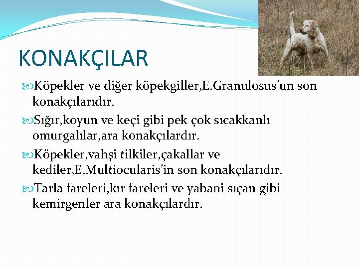 KONAKÇILAR Köpekler ve diğer köpekgiller, E. Granulosus’un son konakçılarıdır. Sığır, koyun ve keçi gibi