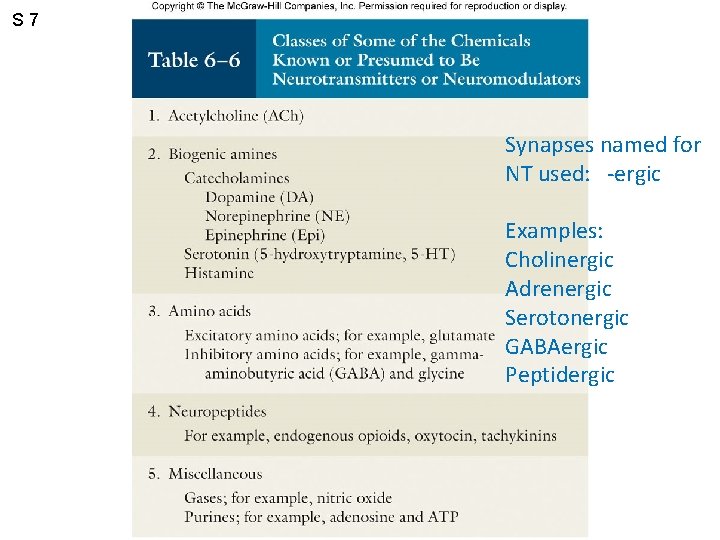 S 7 Synapses named for NT used: -ergic Examples: Cholinergic Adrenergic Serotonergic GABAergic Peptidergic