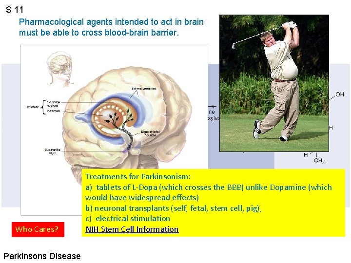 S 11 Pharmacological agents intended to act in brain must be able to cross