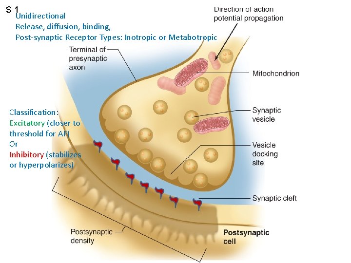 S 1 Unidirectional Release, diffusion, binding, Post-synaptic Receptor Types: Inotropic or Metabotropic Figure 6.