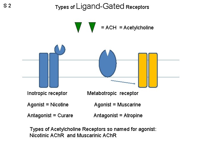 S 2 Types of Ligand-Gated Receptors = ACH = Acetylcholine Inotropic receptor Metabotropic receptor
