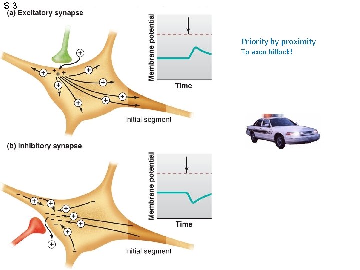 S 3 Priority by proximity To axon hillock! 