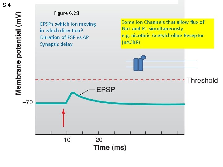S 4 Figure 6. 28 EPSPs : which ion moving in which direction? Duration