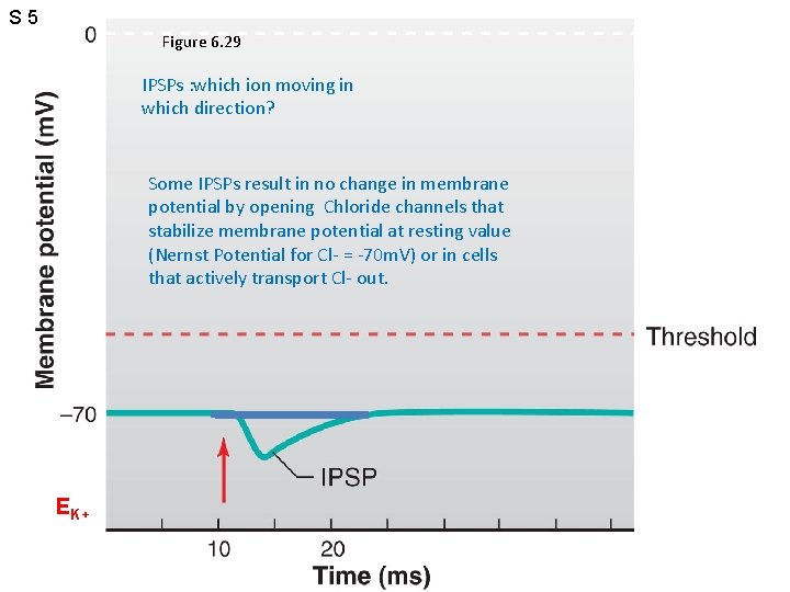 S 5 Figure 6. 29 IPSPs : which ion moving in which direction? Some