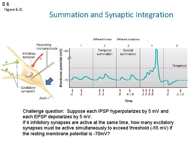 S 6 Figure 6. 31 Summation and Synaptic Integration Different times Different locations Challenge