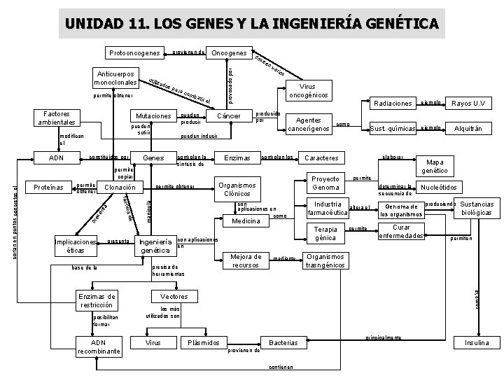 UNIDAD 11. LOS GENES Y LA INGENIERÍA GENÉTICA utili zad o s pa permite