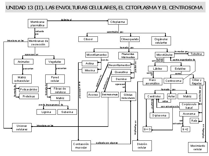 UNIDAD 13 (II). LAS ENVOLTURAS CELULARES, EL CITOPLASMA Y EL CENTROSOMA delimita el Membrana