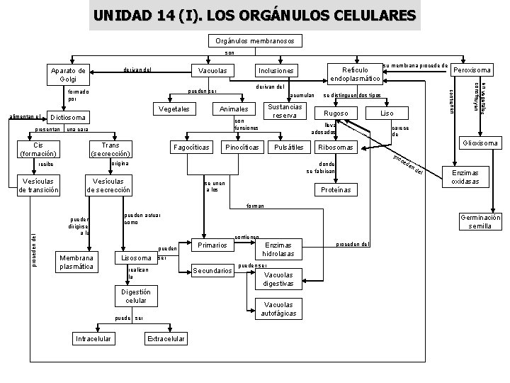 UNIDAD 14 (I). LOS ORGÁNULOS CELULARES Orgánulos membranosos son Vacuolas derivan del acumulan Dictiosoma