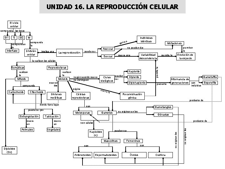 UNIDAD 16. LA REPRODUCCIÓN CELULAR El ciclo celular comprende las fases M comprende la