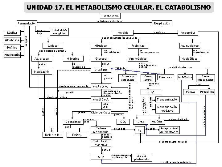 UNIDAD 17. EL METABOLISMO CELULAR. EL CATABOLISMO Catabolismo se distinguen dos tipos Fermentación Aerobia