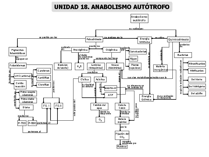 UNIDAD 18. ANABOLISMO AUTÓTROFO Anabolismo autótrofo se realiza por Anoxigénica el dador de electrones