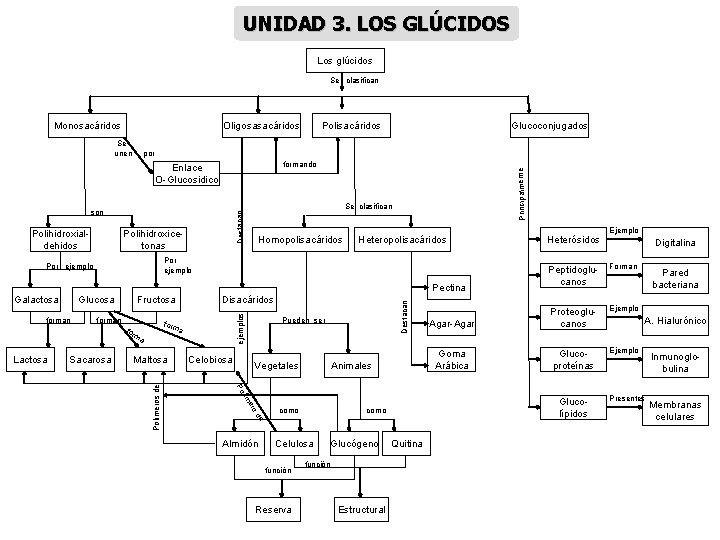 UNIDAD 3. LOS GLÚCIDOS Los glúcidos Se clasifican Monosacáridos Oligosasacáridos Se unen Glucoconjugados por