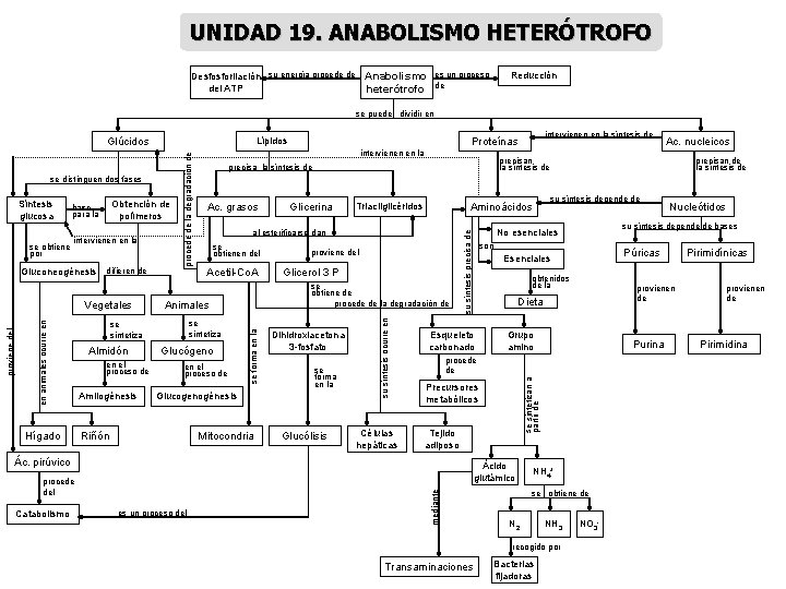 UNIDAD 19. ANABOLISMO HETERÓTROFO Desfosforilación su energía procede de Anabolismo es un proceso del