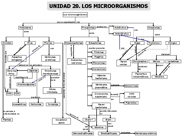 UNIDAD 20. LOS MICROORGANISMOS Los microorganismos por su organización son Procariotas pueden ser Acelulares