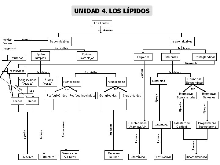 UNIDAD 4. LOS LÍPIDOS Los lípidos Se clasifican Ácidos Grasos poseen Saponificables Pueden ser