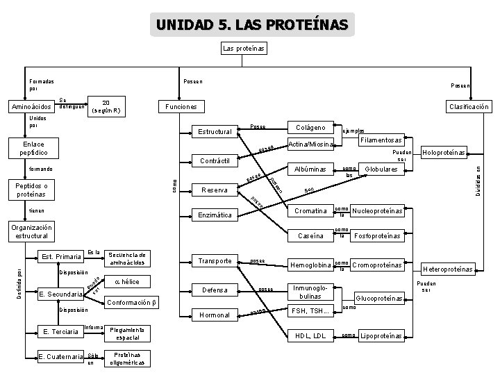 UNIDAD 5. LAS PROTEÍNAS Las proteínas Poseen Formadas por Se distinguen 20 (según R)