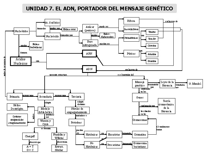 UNIDAD 7. EL ADN, PORTADOR DEL MENSAJE GENÉTICO Ribosa Ac. fosfórico formados Nucleótidos unidos