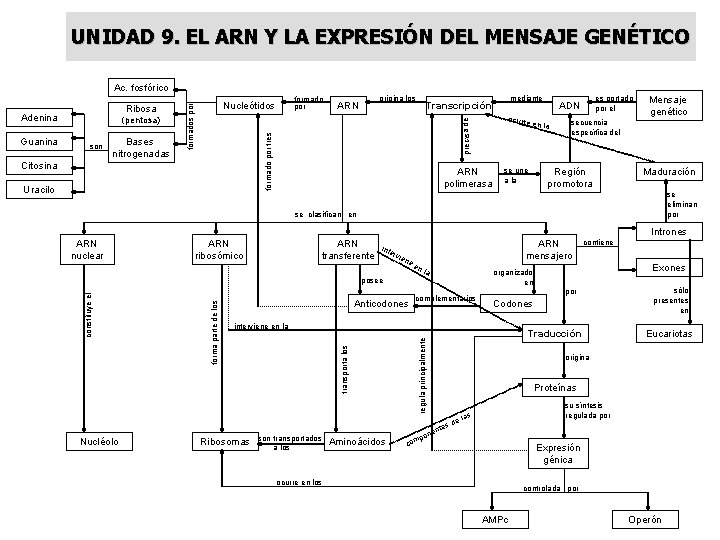 UNIDAD 9. EL ARN Y LA EXPRESIÓN DEL MENSAJE GENÉTICO Ac. fosfórico Bases nitrogenadas