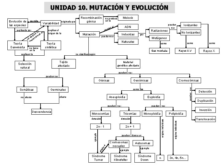 UNIDAD 10. MUTACIÓN Y EVOLUCIÓN Evolución de las especies permite explicada por Teoría Darwinista