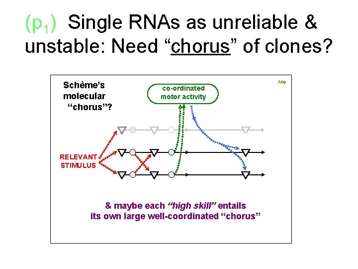 (p 1) Single RNAs as unreliable & x unstable: Need “chorus” of clones? x.