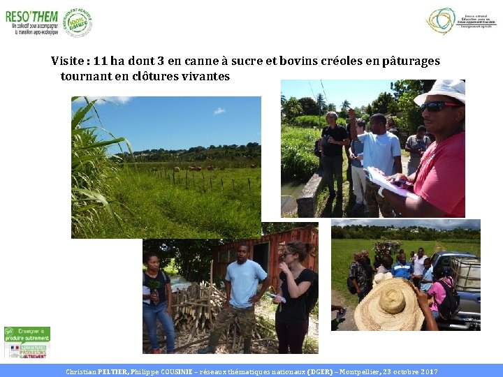 Visite : 11 ha dont 3 en canne à sucre et bovins créoles en