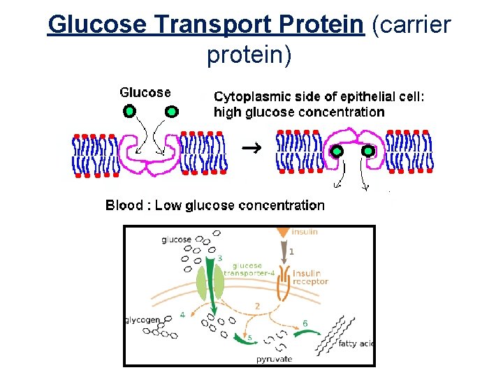 Glucose Transport Protein (carrier protein) 