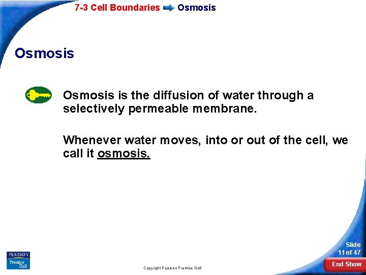 7 -3 Cell Boundaries Osmosis is the diffusion of water through a selectively permeable