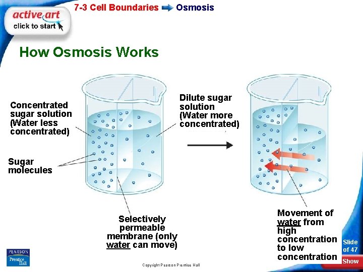7 -3 Cell Boundaries Osmosis How Osmosis Works Dilute sugar solution (Water more concentrated)