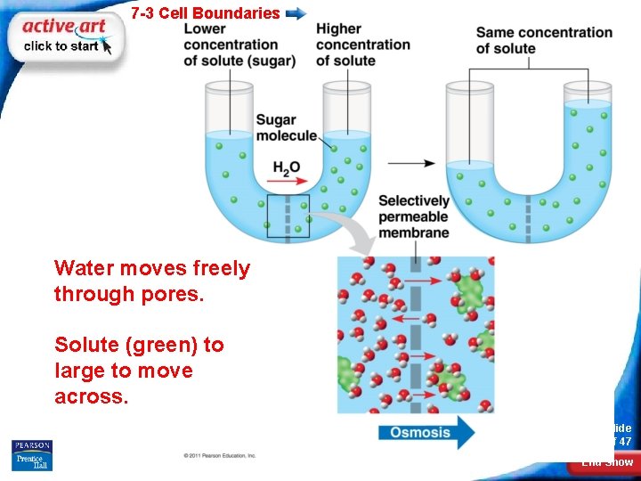 7 -3 Cell Boundaries Water moves freely through pores. Solute (green) to large to
