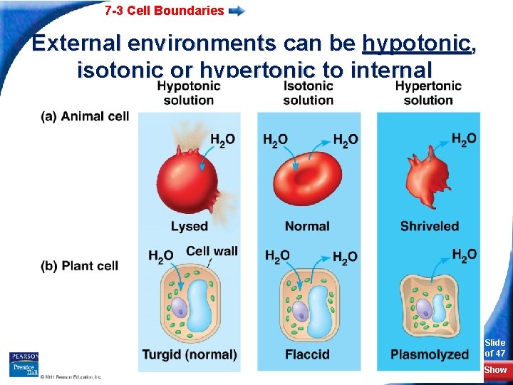 7 -3 Cell Boundaries External environments can be hypotonic, isotonic or hypertonic to internal