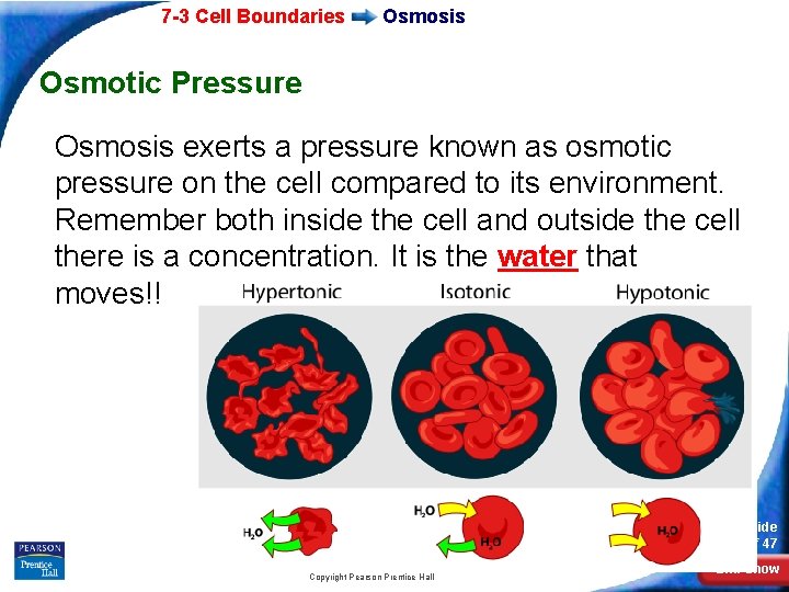 7 -3 Cell Boundaries Osmosis Osmotic Pressure Osmosis exerts a pressure known as osmotic