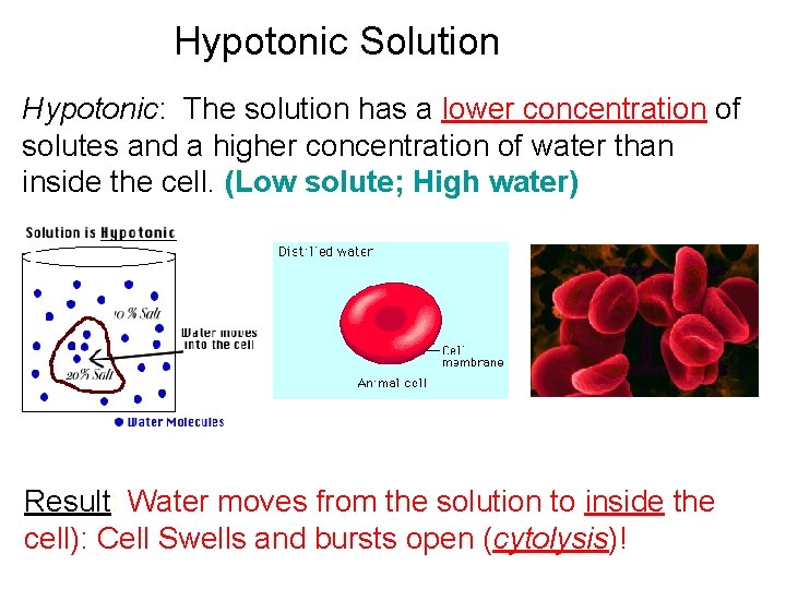 Hypotonic Solution Hypotonic: The solution has a lower concentration of solutes and a higher